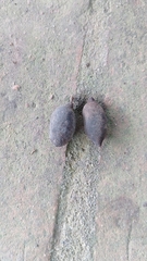 Melicoccus oliviformis