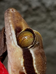 Cyrtodactylus pulchellus