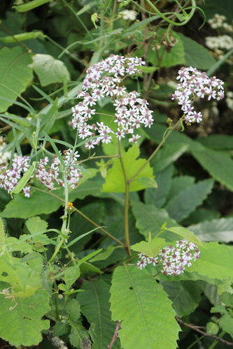 Pericallis papyracea image