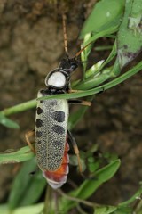 Chauliognathus tigrinus