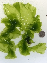 Ulva fenestrata