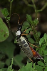 Chauliognathus tigrinus