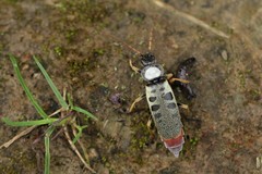 Chauliognathus tigrinus