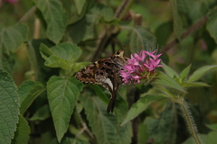 Codatractus alcaeus alcaeus