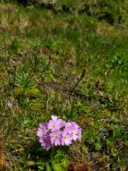 Primula farinosa