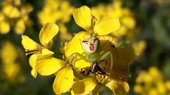 Ebrechtella tricuspidata