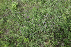 Astragalus danicus