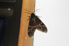 Dysschema magdala