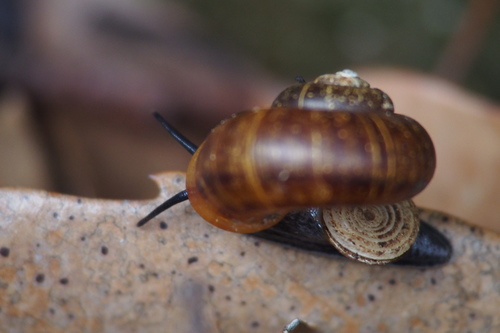 Cyclotus campanulatus