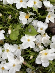 Phlox multiflora