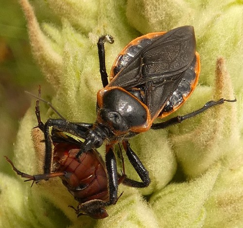 Eastern Bee Assassin photo 4