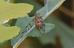 Procollina nuevoleonensis