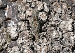 Sceloporus torquatus binocularis