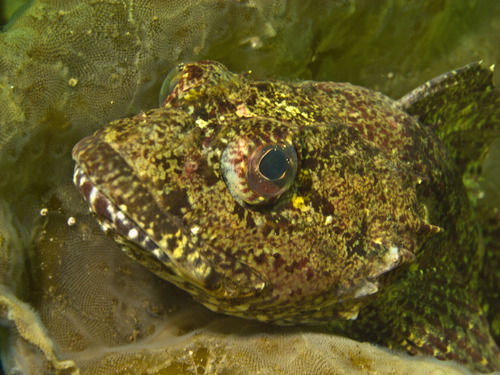 Shorthorn Sculpin