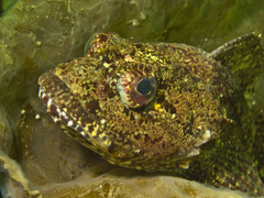 Bull Rout photo 4