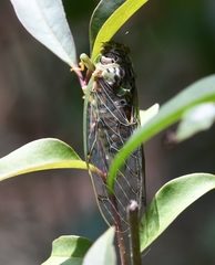 Procollina nuevoleonensis