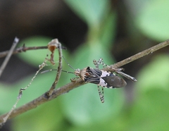 Hypselonotus punctiventris