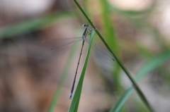 Lestes alacer