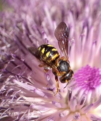 Dianthidium curvatum