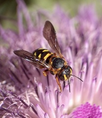 Dianthidium curvatum