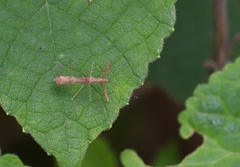 Bactrodes spinulosus
