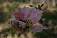Bauhinia urbaniana