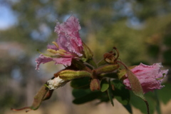 Bauhinia urbaniana