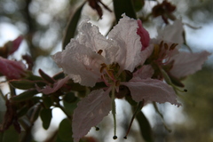 Bauhinia urbaniana