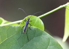 Cyphonotida rostrata