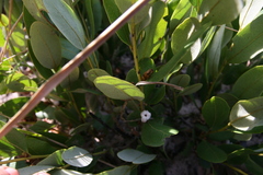 Diospyros chamaethamnus