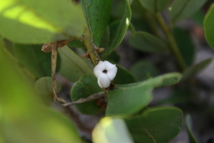 Diospyros chamaethamnus