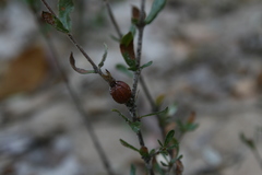 Gardenia brachythamnus
