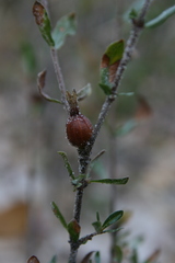 Gardenia brachythamnus