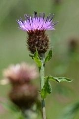 Centaurea nemoralis