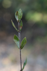 Gardenia brachythamnus