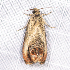 Olethreutes hamameliana