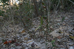 Gardenia brachythamnus