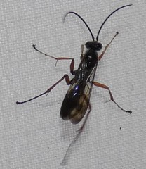 Agenioideus