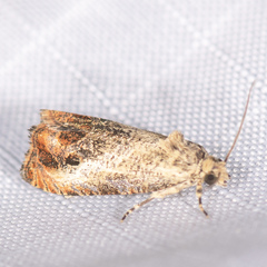 Olethreutes hamameliana