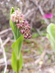 Maianthemum purpureum