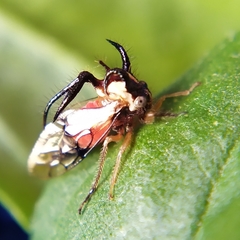 Cyphonia trifida