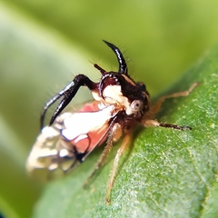 Cyphonia trifida