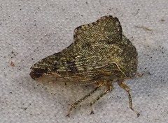 Heliria cornutula