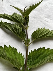 Urtica galeopsifolia