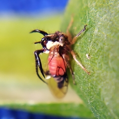 Cyphonia trifida