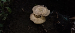 Lentinus crinitus