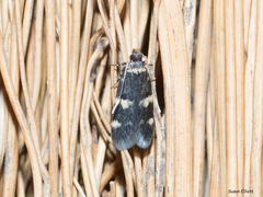 Oegoconia novimundi