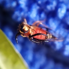 Cyphonia trifida