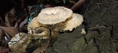 Lentinus crinitus