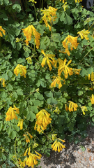 Pseudofumaria lutea